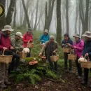 تور قارچ گردی تور قارچ گردی در جنگل برای آشنایی و چیدن انواع قارچها