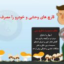 مسمومیت 13 نفر با قارچ سمی در بستان آباد