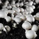 خاک‌ پوششی قارچ- فرمول خاک پوششی قارچ