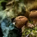 پخش و انتشار اسپور ها برای تولید مثل قارچ