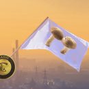 مصرف قارچ برای کاهش آسیب آلودگی هوا