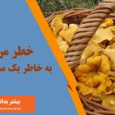 چیدن قارچ