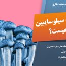 هاگ مجیک ماشروم استخراج سیلوسایبین