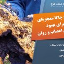 کشف جدید قارچ چاگا معجزه‌ای برای بهبود بیماران اعصاب و روان