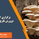 کارگاه تولید قارچ صدفی