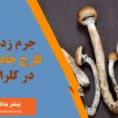 جرم زدایی مجیک ماشروم در کلرادو