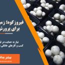 فیروزکوه زمینه مناسب برای پرورش قارچ