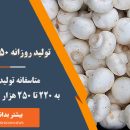 تولید قارچ