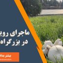 رویش قارچ در بزرگراه