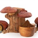 طریقه مصرف قارچ گانودرما