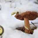 نابودی قارچها در سرمای زمستان