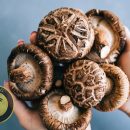 خرید قارچ شیتاکه با کیفیت