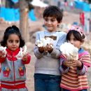 نقش قارچ در امنیت غذایی جهان