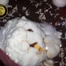 بیماری مایکاگون قارچ یا حباب تر