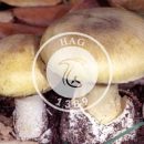 قارچ سمی، قاتل خوراکی را بشناسید