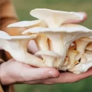 خواص و فواید قارچ صدفی برای بدن عوارض قارچ صدفی