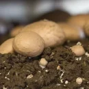 جایگزین خاک پیت در پرورش قارچ دکمه‌ای