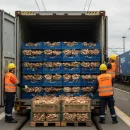 صادرات قارچ به روسیه