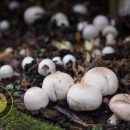 عوارض خطرناک مسمومیت با قارچ های سمی