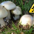 خوردن قارچ به قیمت جان با مصرف قارچ های خودرو خوردن قارچ سمی به قیمت جان تمام خواهد شد
