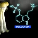 جداسازی و تصفیه سیلوسایبین