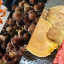 جای خالی قارچ های اگزوتیک