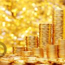 قارچ‌ ها راهی برای ثروتمند شدن