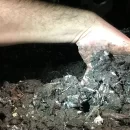 عملیات رافلینگ در پرورش قارچ دکمه ای Ruffling