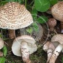 نکات قابل توجه قارچ خوراکی(ترکیبات مضر)