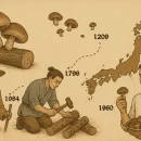 آشنایی با تاریخچه قارچ شیتاکه