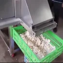 دستگاه اسلايسر برای توليد انبوه قارچ