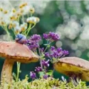 قارچ بهاری قارچ های جنگلی