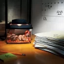 پرورش قارچ در دفتر کار شهروند ساکن مدیسون