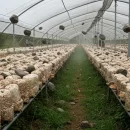 عکس مربوط به مقاله خبری سنگ‌اندازی در مسیر تولید قارچ خوراکی در مرداد 98