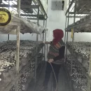اجرای طرح ملی زنان كارآمد با تمرکز بر توسعه کشت و پروش قارچ