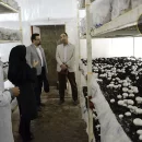 تولید قارچ در تعاونی دانشجویی