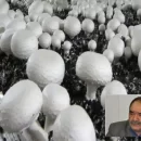 عکس مربوط به مقاله خبری معافیت مالیات واحدهای تولیدی بستر قارچ در سال 1397