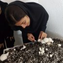 مدرسه‌ آموزش تولید قارچ خوراکی