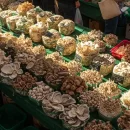 عکس مربوط به مقاله خبری عرضه در مرداد 98 قیمت قارچ را منطقی کرد، است