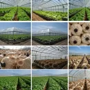 وضعیت تولید محصولات گلخانه ای عکس مربوط به وضعیت تولید محصولات گلخانه ای و پرورش قارچ در کشور است.