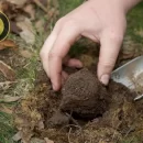 جستجوی قارچ ترافل هجوم سودجویان به جنگل‌های هیرکانی استان سمنان