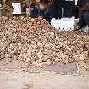 کشف بیش از 100 کیلوگرم قارچ ترافل