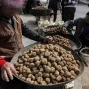 قاچاق ترافل در استان گلستان