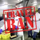 قانون مهاجرتی ترامپ ضربه شدیدی به مزارع قارچ خواهد زد