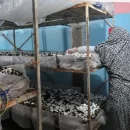 پرورش قارچ در آبدانان