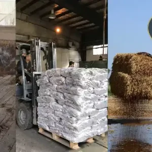 کمپوست قارچ چیست؟ کمپوست قارچ دکمه ای