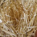 کلش گندم و صنعت قارچ عکس مربوط به مقاله کلش گندم و صنعت قارچ است.