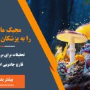 مجیک ماشروم را به پزشکان بسپارید