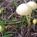 قارچ بولبیتیوس Bolbitius vitellinus