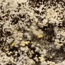 علت پین مردگی قارچ دکمه ای